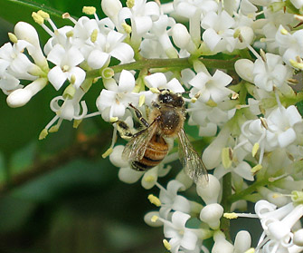 honeybee