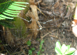 Spider in web