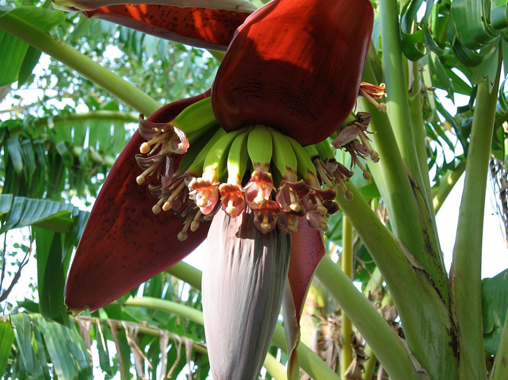 banana_flower2.jpg