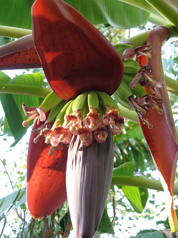 banana_flower_closeup.jpg