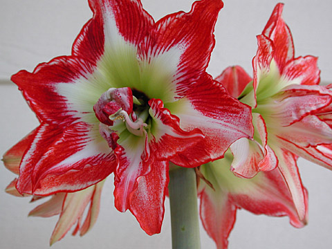 http://www.lightsphere.com/photos/flowers/amaryllis.jpg