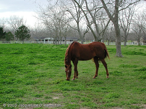 horseheaven.jpg