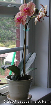 orchid-in-pot.jpg