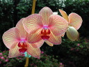 orchid.jpg