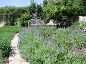 Lady Bird Johnson Wildflower Center, Austin TX