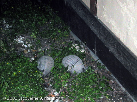 armadillos.jpg