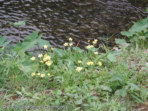 yellowflowers.jpg
