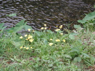 yellowflowers.jpg