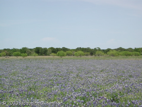 bluebonnets.jpg