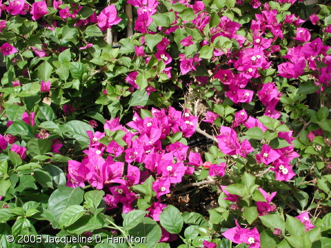 bougainvillea.jpg