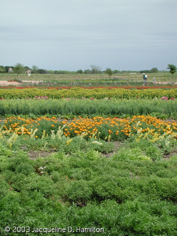 flowerfields2.jpg