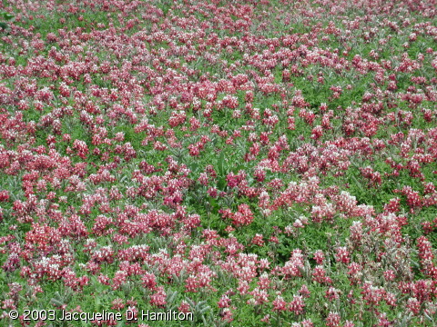 maroon-bluebonnets.jpg