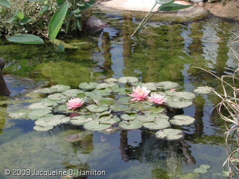 waterlilies.jpg