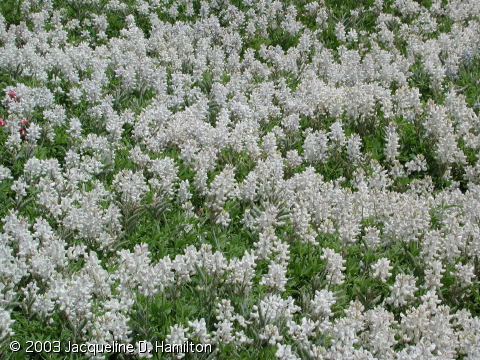 white-bluebonnets.jpg