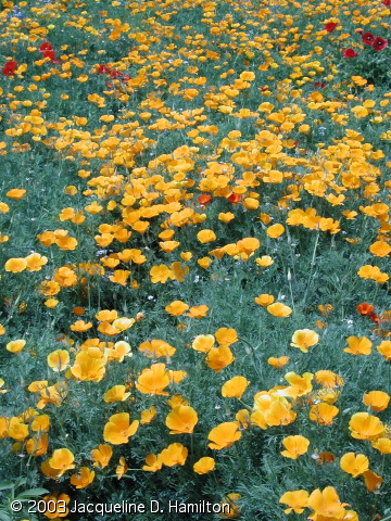 yellowflowers.jpg