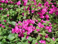 bougainvillea.jpg