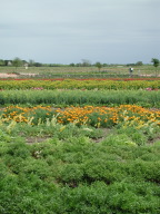 flowerfields2.jpg