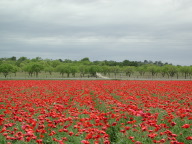 poppies2.jpg