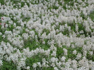 white-bluebonnets.jpg