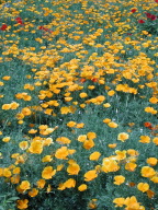 yellowflowers.jpg